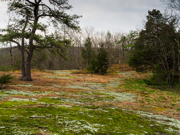 Lichen garden