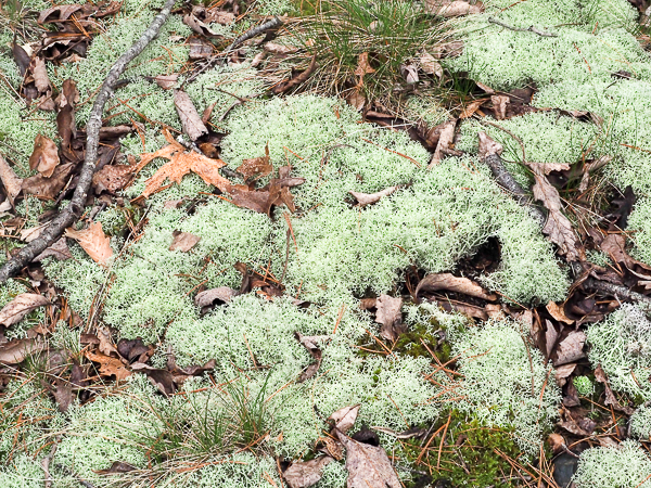 Reindeer lichen