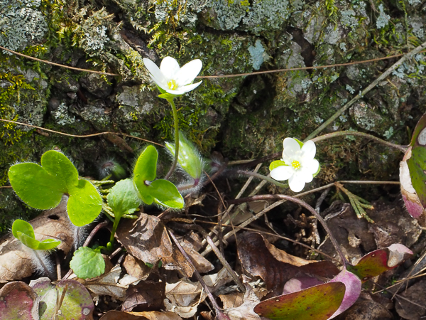 Hepatica