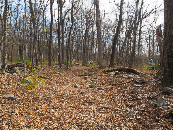Forest Road