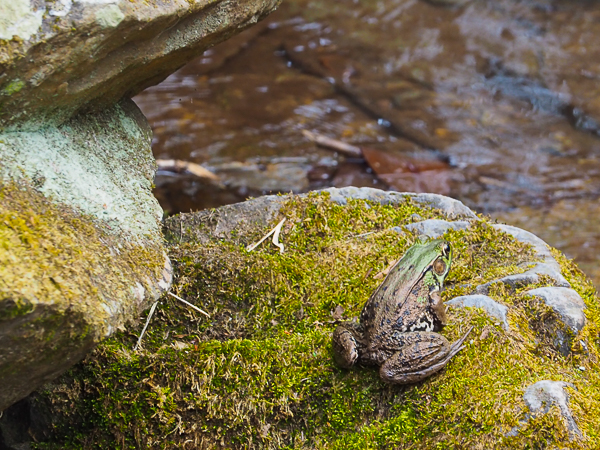 Green frog