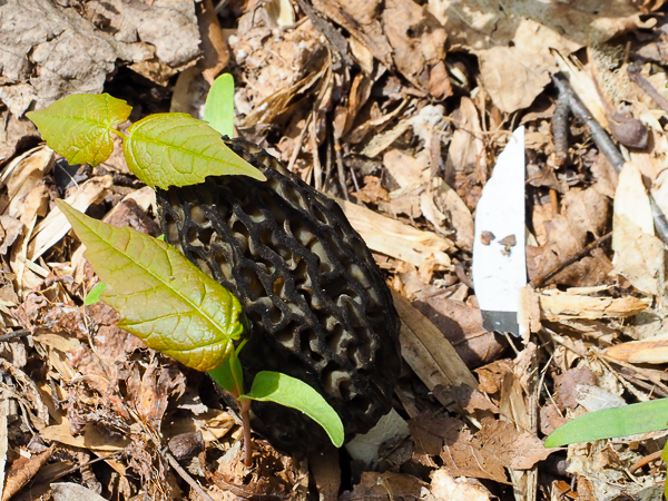 Morel Mushroom?